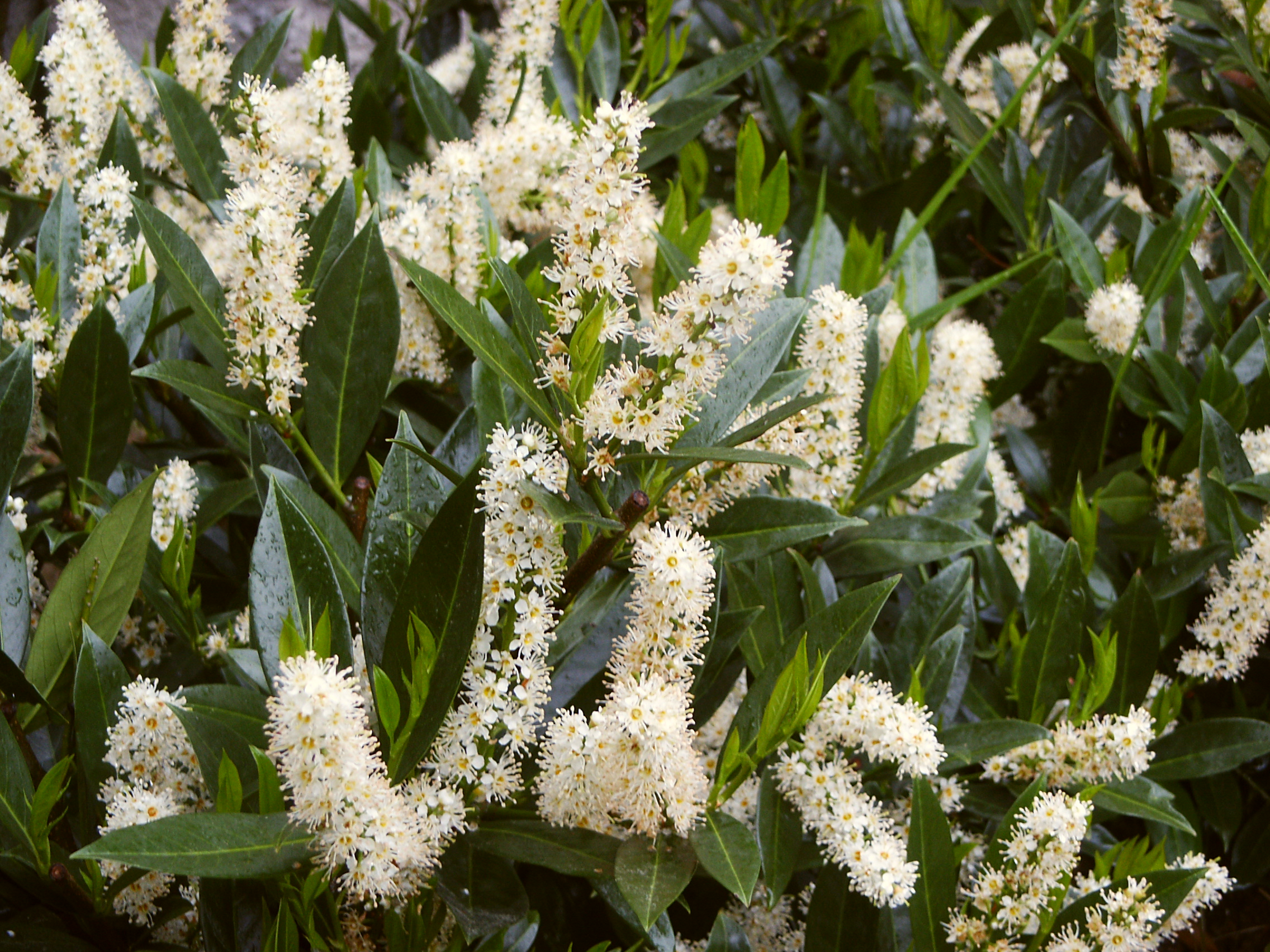 Prunus laurocerasus Otto Luyken | Tvarované živé ploty |Zahradnictví Franc